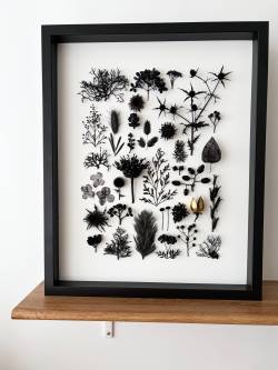 Herbier-noir-et-blanc-Charlotte-Grignard