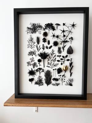Herbier-noir-et-blanc-Charlotte-Grignard